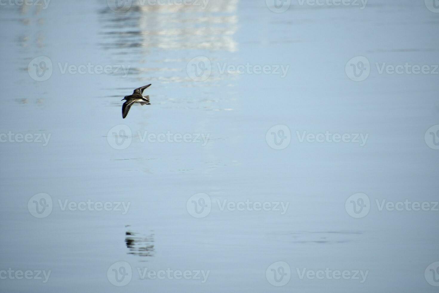 Lone Piping Plover Gliding in Flight Over Water photo