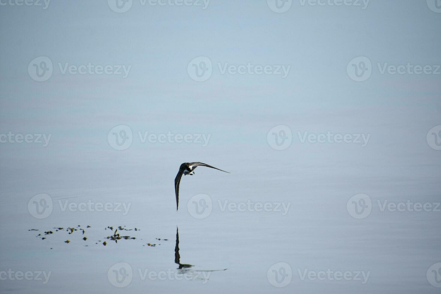 Piping Plover Flying Over the Ocean Waters photo