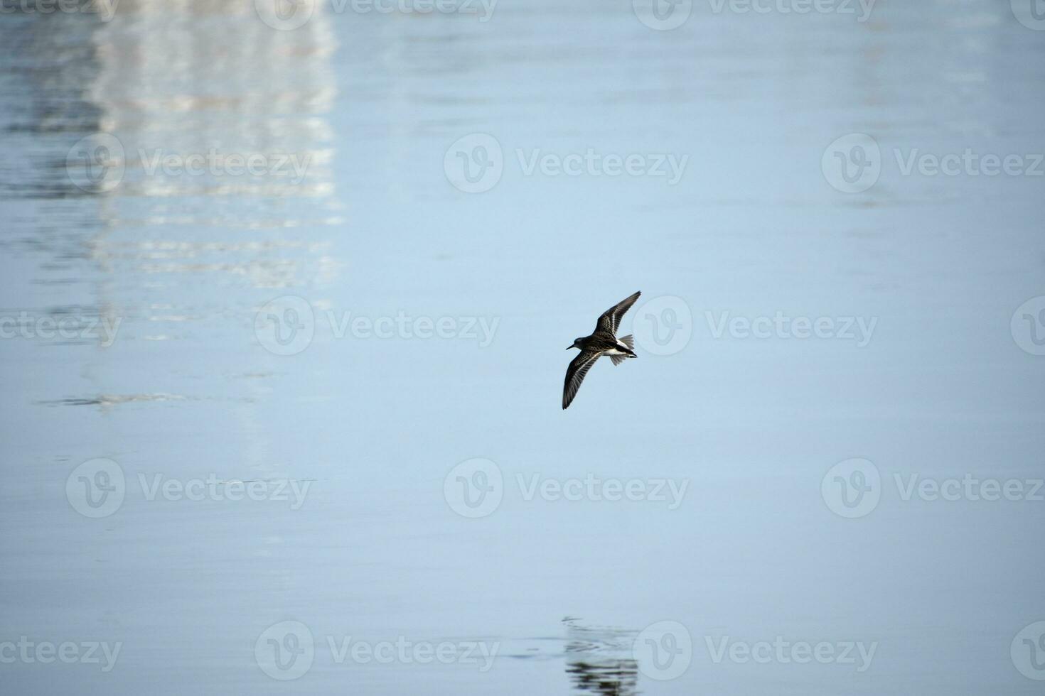 Piping Plover Bird with Wings Outstretched in Flight photo