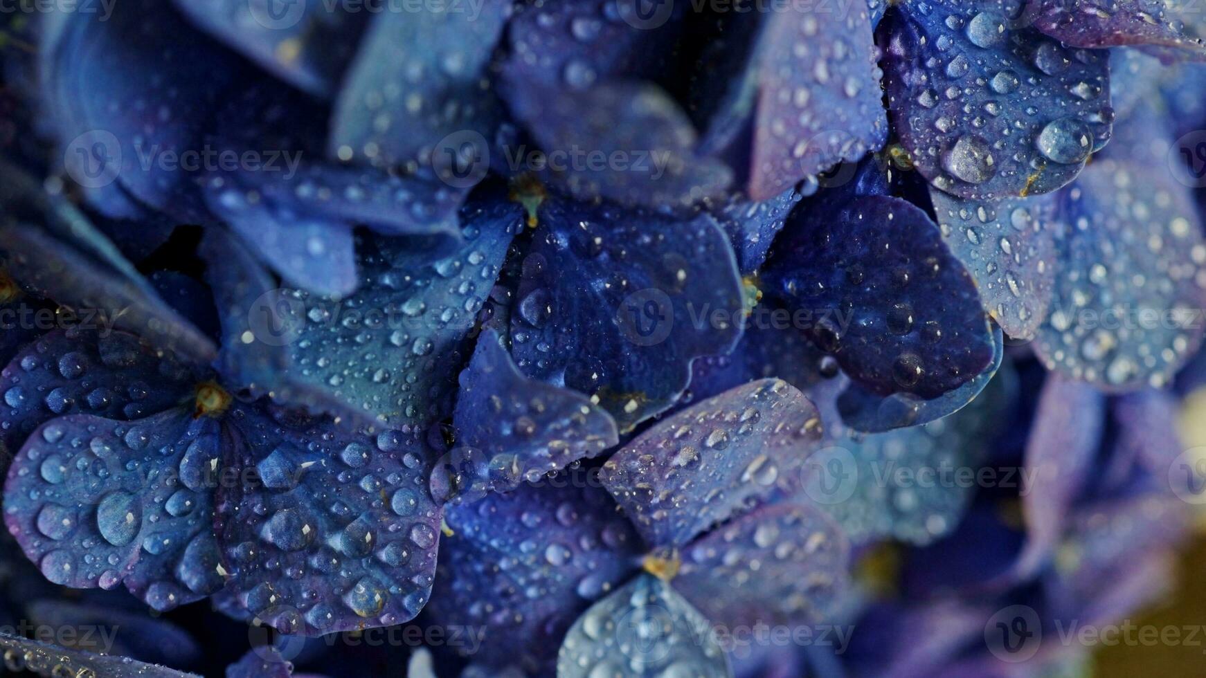 Watering hydrangea, hortensia. Blue indigo pink purple flower, hydrangea close-up macro drops. Floral background. Floristics concept photo