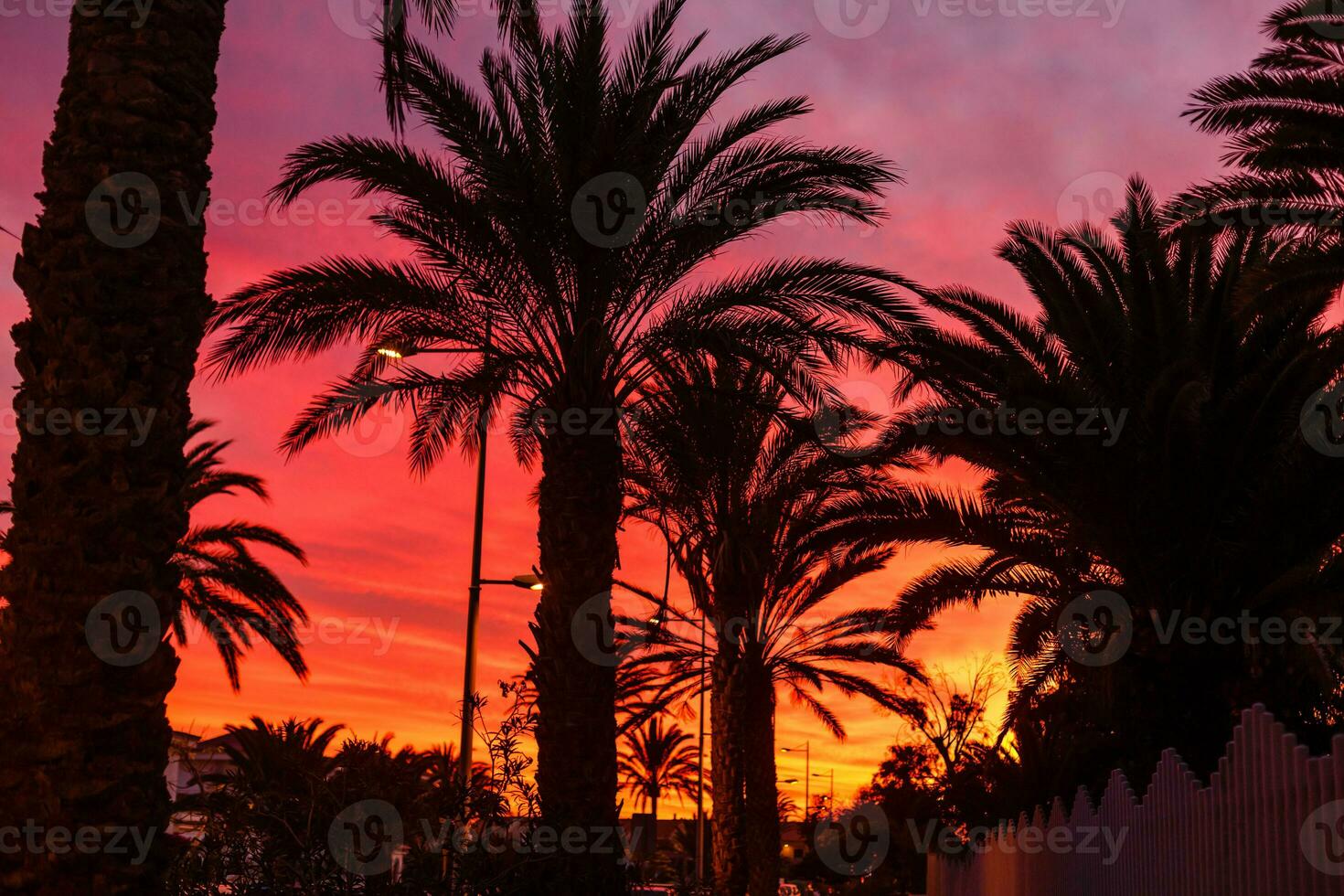 Palm tree silhouette during sunset in canary islands photo