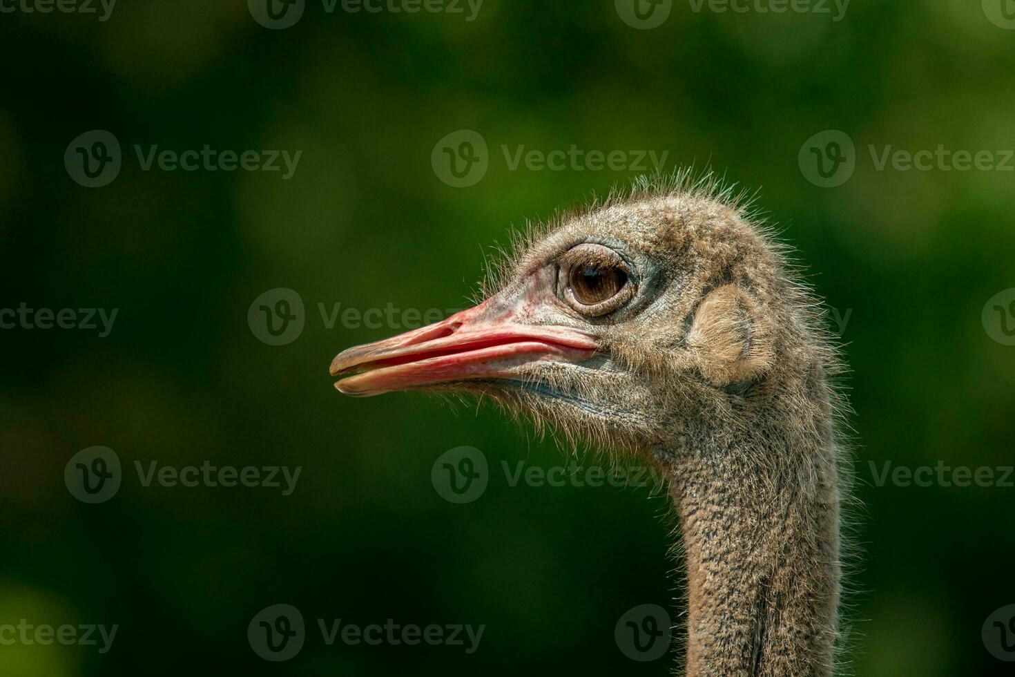 close up of ostrich head against green blur background photo