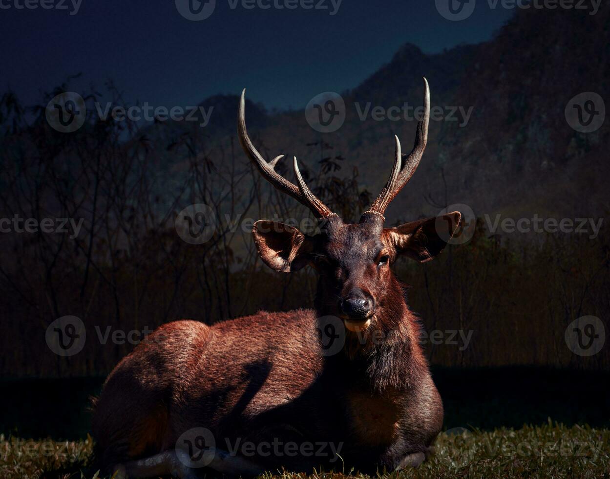 male sambar deer in khaoyai national park thailand photo