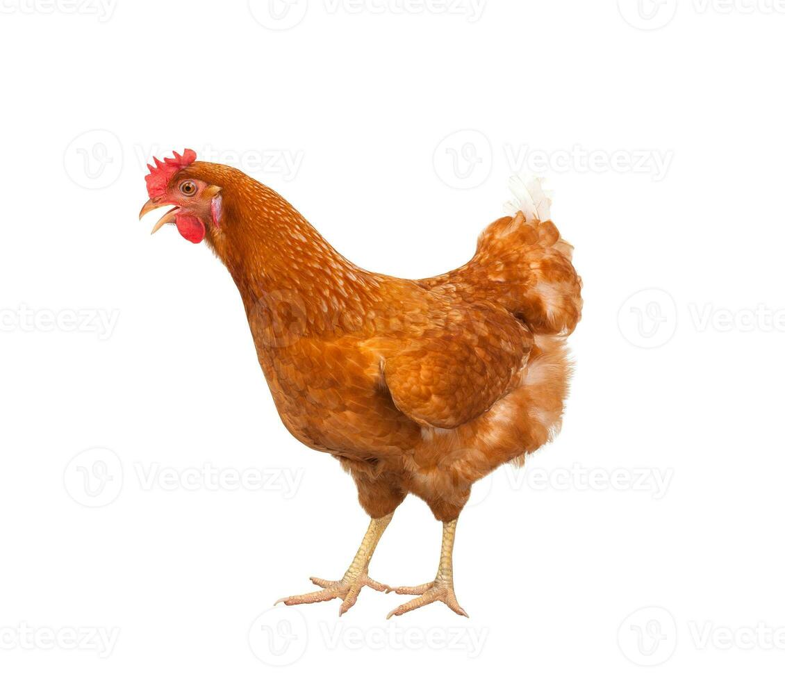 full body of brown chicken ,hen standing isolated white background use for farm animals and livestock theme photo