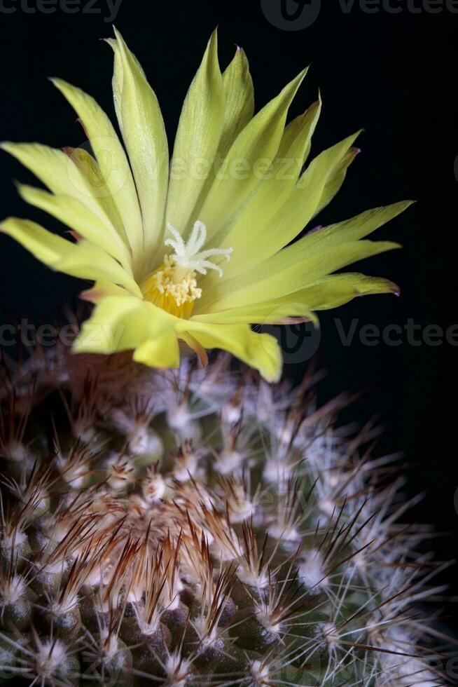 close up yellow flower of mammillaria cactus photo