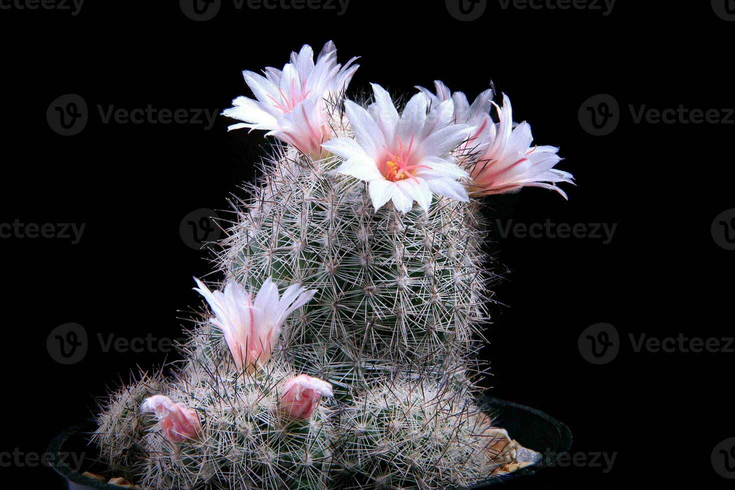 close up coryphantha cactus flower blooming photo