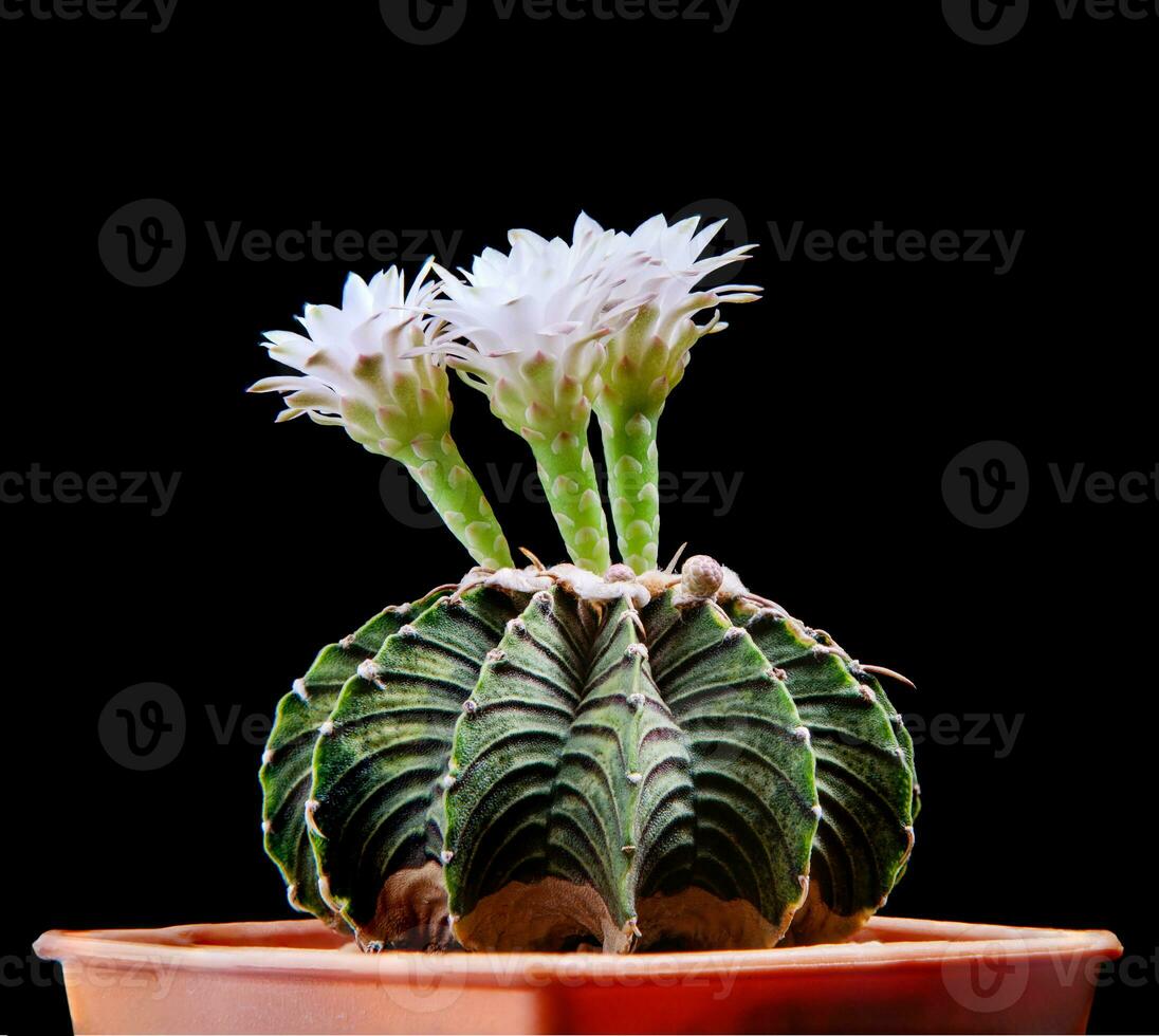 gymnocalycium lb2178 cactus with white flower blooming photo