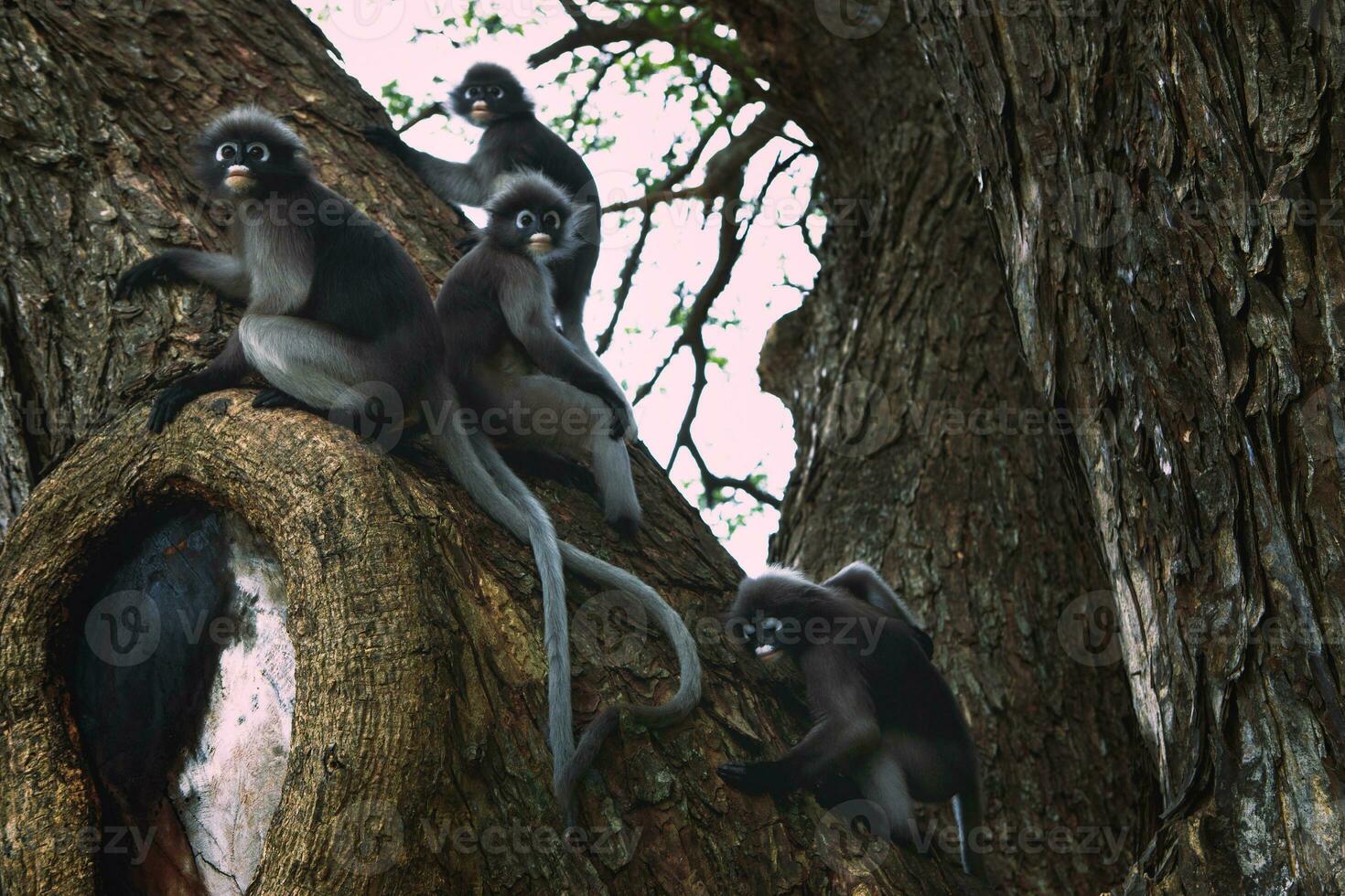 flock of dusky leaf monkey on big tree branch photo