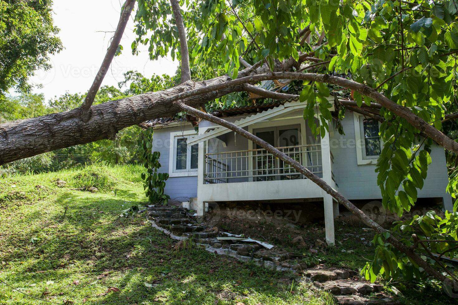 falling tree after hard storm on damage house photo