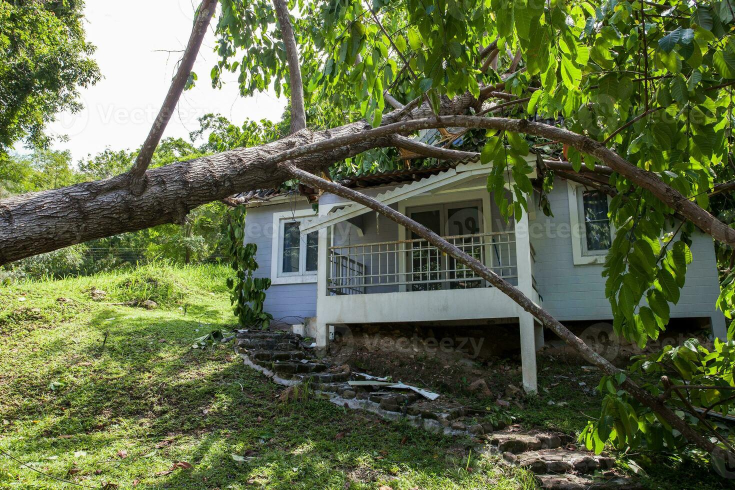 que cae árbol después difícil tormenta en dañar casa foto