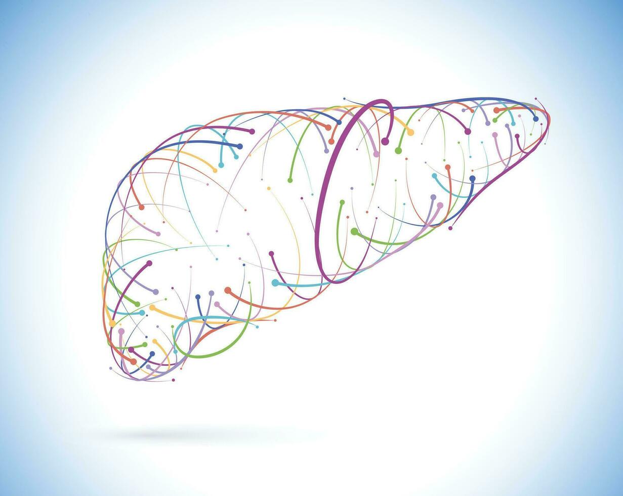 Illustration of colored lines and intersections of human liver, modern style, on white background. It is used in medicine, commerce, industry and education. vector