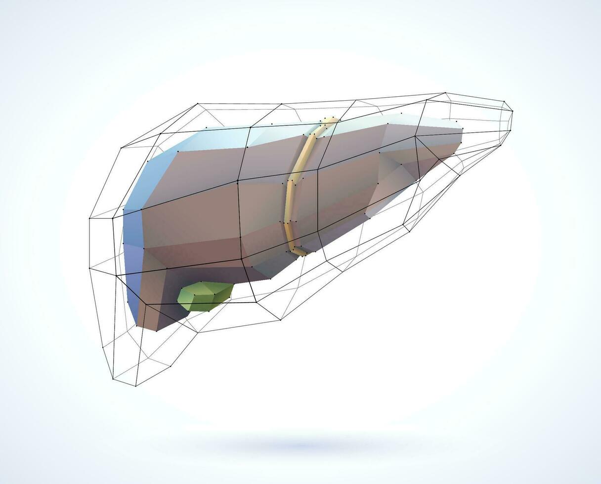 The 3D illustration of the liver is presented in geometric lines for a modern look on a white background. vector