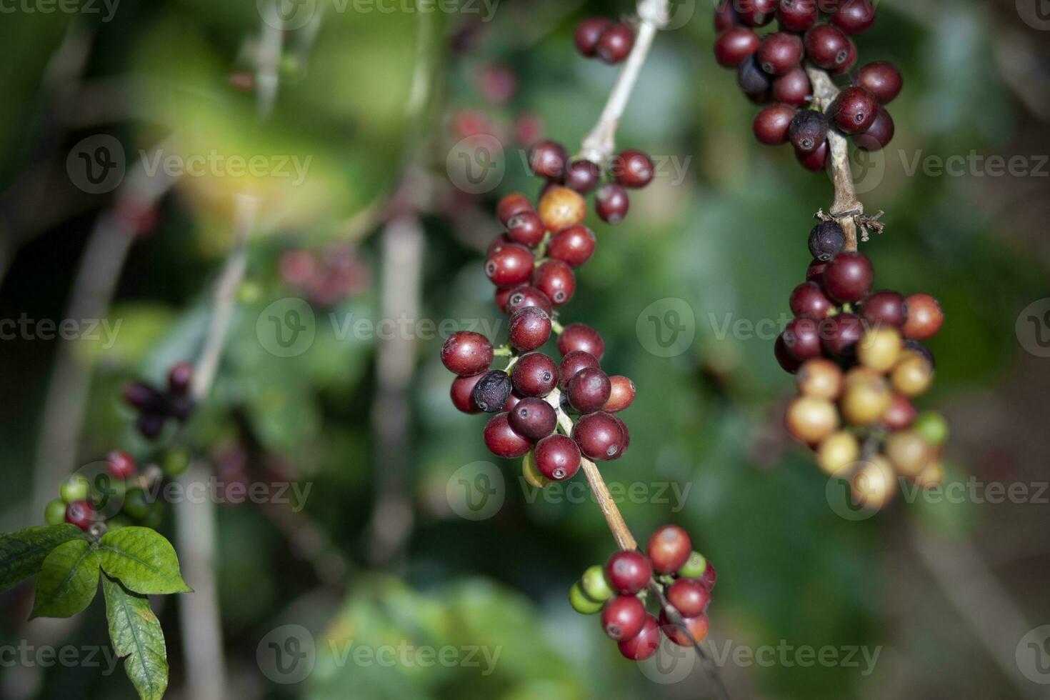 close up red coffee cherry seed on tree branch photo