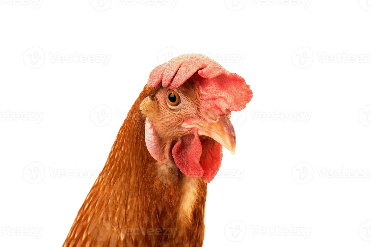 close up face of chicken hen isolated white background photo