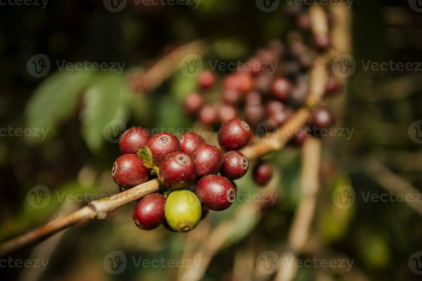 close up green yellow and red of organic coffee seed on tree branch photo