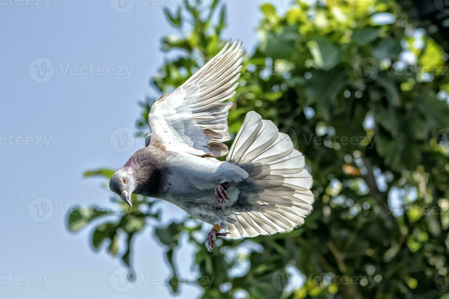 red choco speed racing pigeon bird flying mid air photo