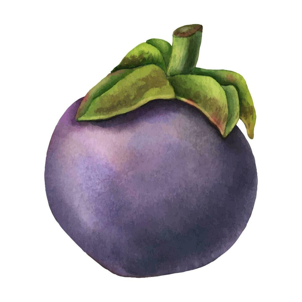 Mangosteen watercolor illustration. Hand drawn sketch asian tropical Fruit on isolated background. Drawing of tropical plant for product label. Exotic thai food for clipart or icon in purple colors vector