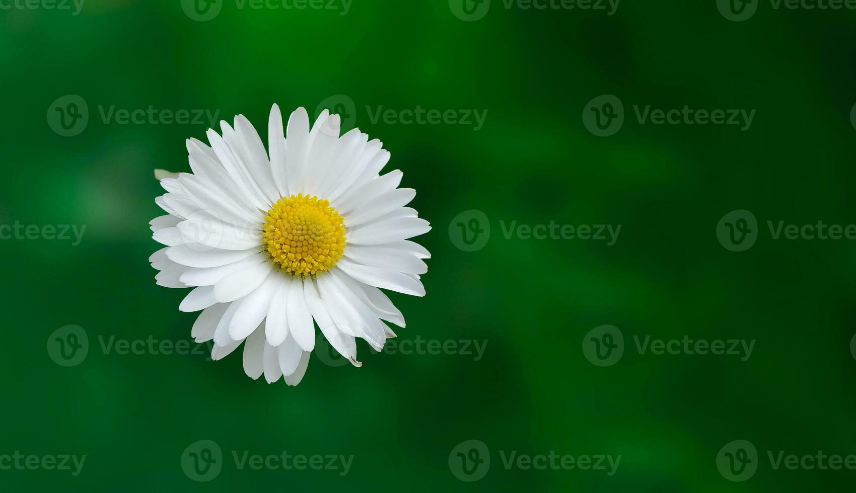 Chamomile on a green background. Nature wallpaper. Copy space. photo