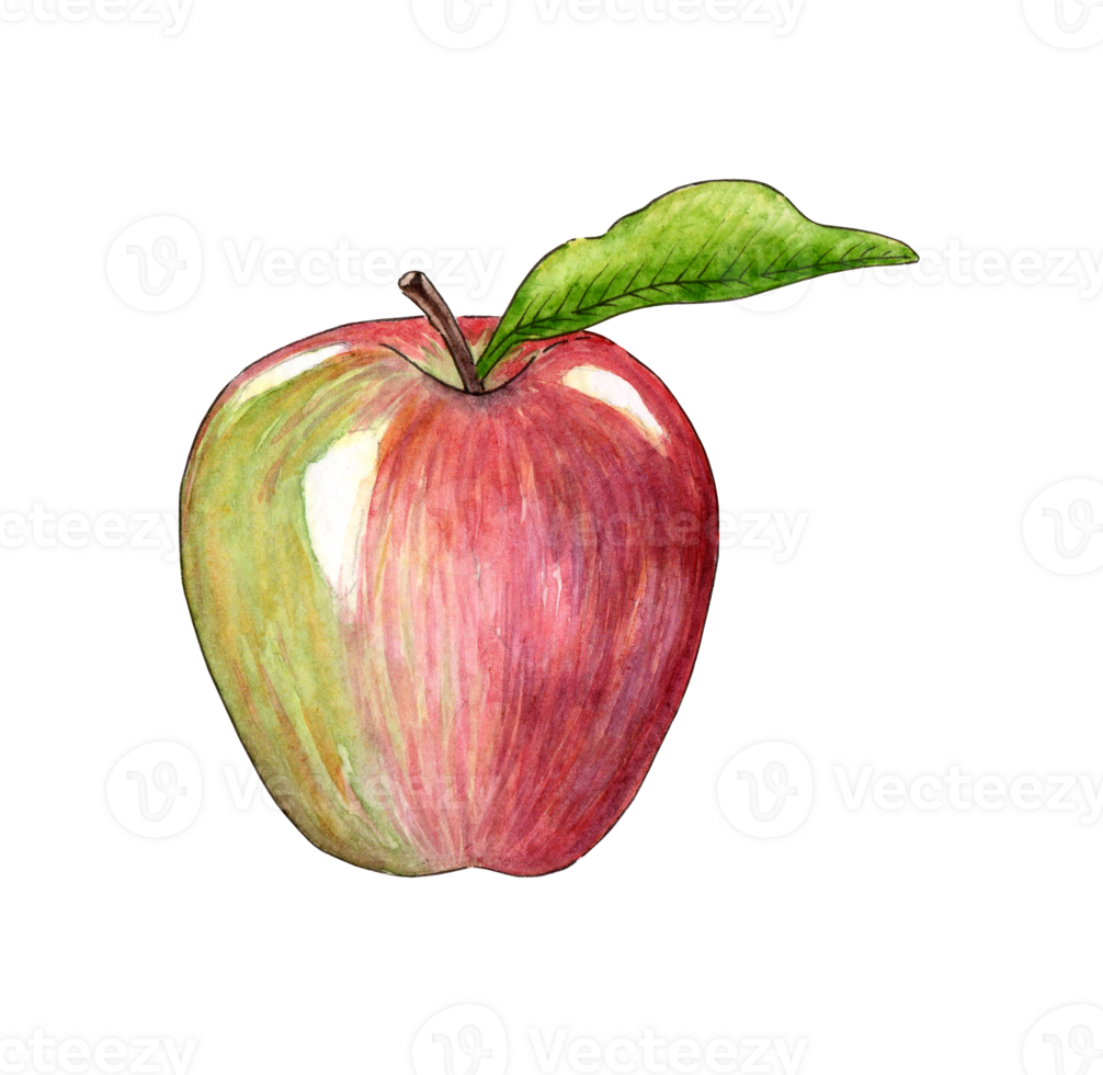 Watercolor illustration of rose apple. Ripe fruits with leaves. Realistic botanical flower