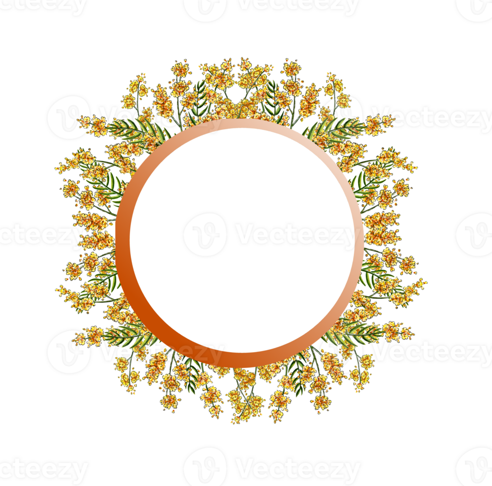 Watercolor illustration of spring yellow mimosa flowers. Beautiful round frame of watercolor mimosa. Floral template for wedding invitation, gift card, easter. Isolated png