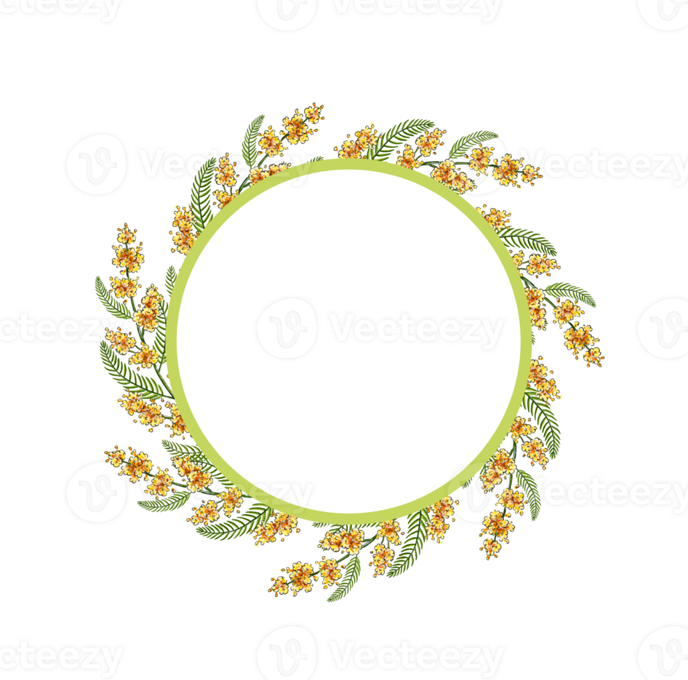 Watercolor illustration of spring yellow mimosa flowers. Beautiful round frame of watercolor mimosa. Floral template for wedding invitation, gift card, easter. Isolated png