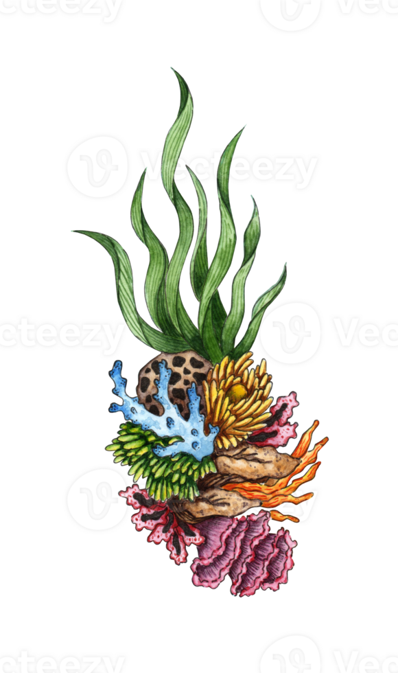 Watercolor illustration of marine green algae and colorful corals. Flora of aquatic plants. Aquarium plants, underwater planting. Isolated. Drawn by hand. png