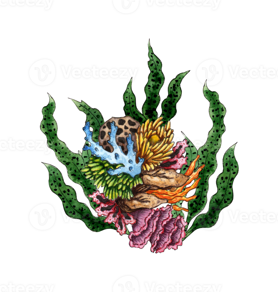 Watercolor illustration of marine green algae and colorful corals. Flora of aquatic plants. Aquarium plants, underwater planting. Isolated. Drawn by hand. png
