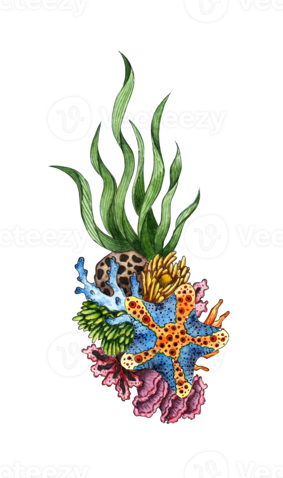 Watercolor illustration blue starfish algae and corals. Tropical marine composition. Composition for the design of souvenirs, postcards, posters, banners, menus, labels, logos. isolated png