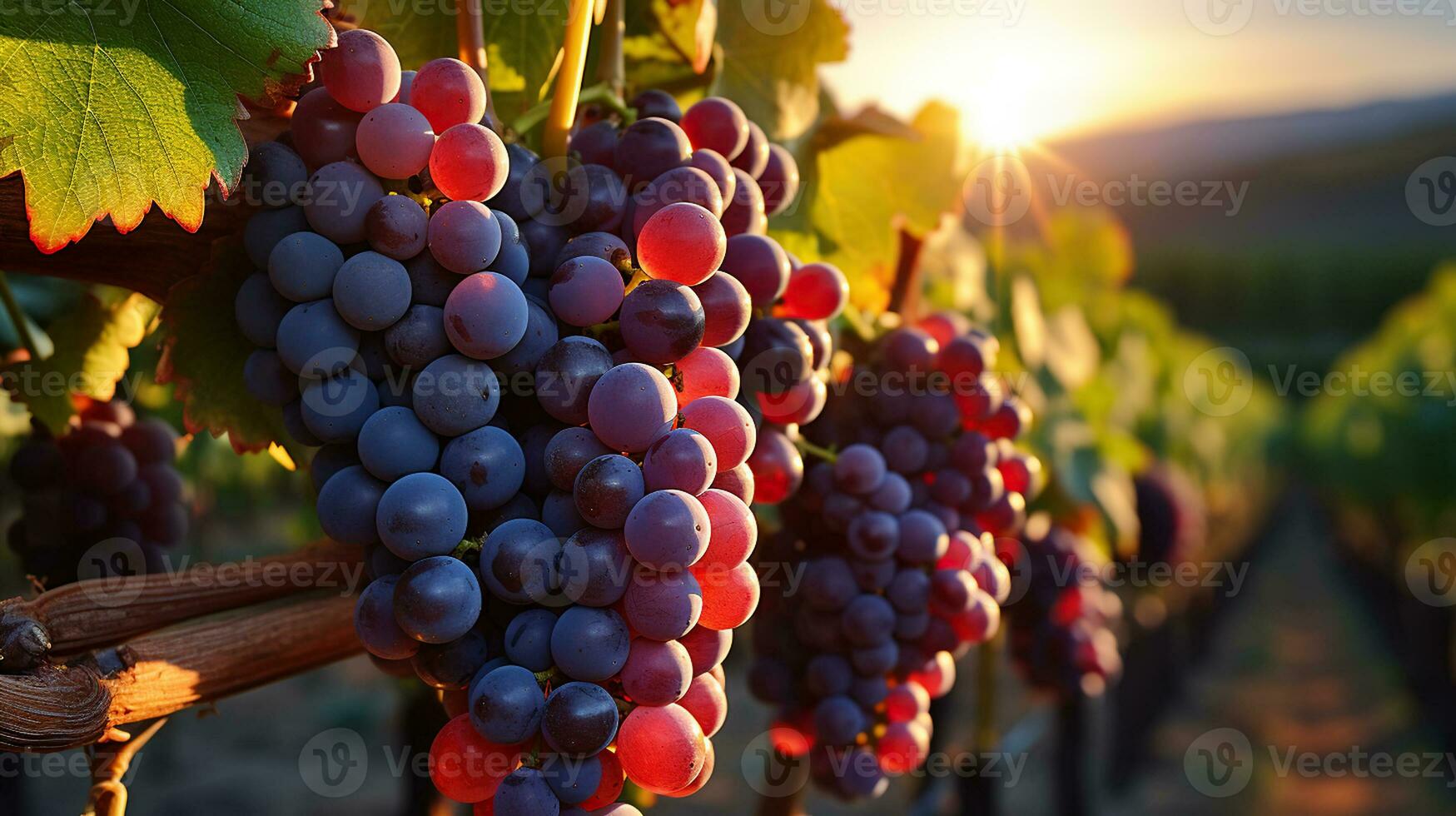 crepúsculo uvas en el vides bañado en luz de sol. generativo ai foto
