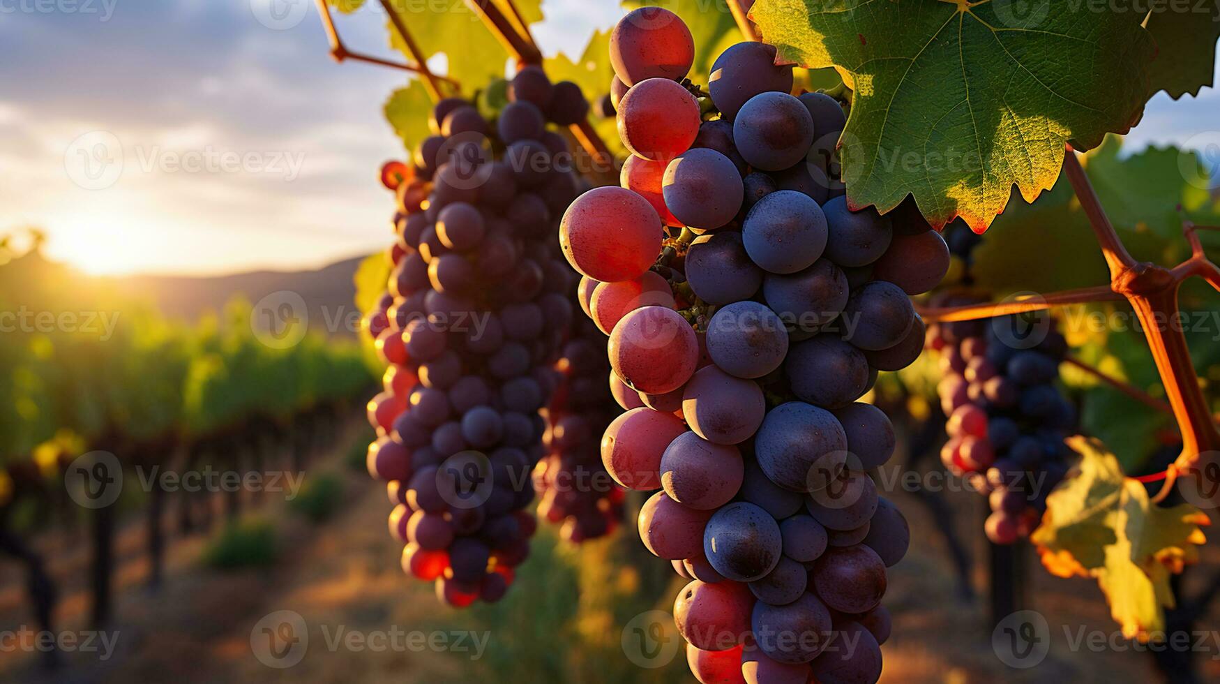 crepúsculo uvas en el vides bañado en luz de sol. generativo ai foto