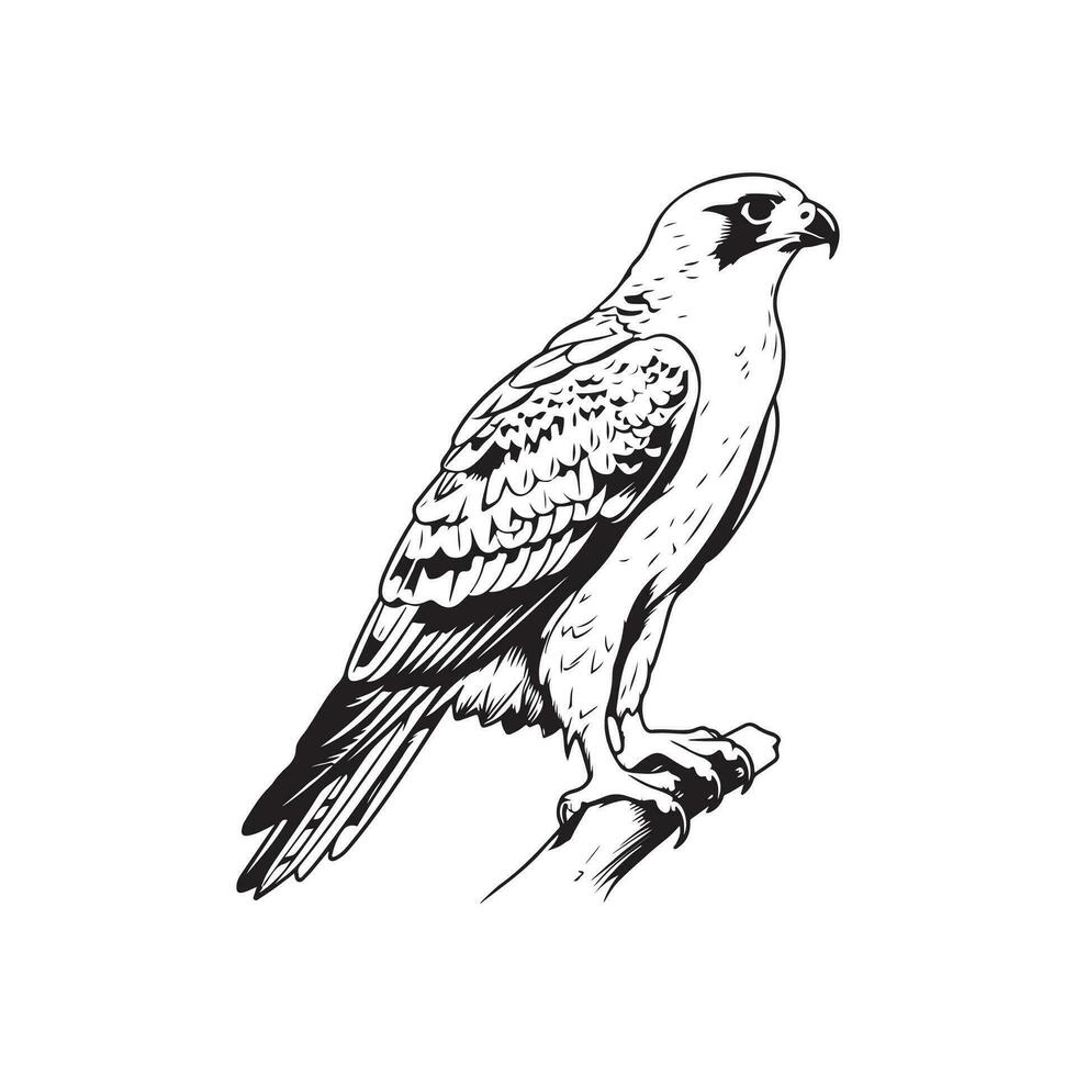 Falcon Image Vector, Illustation Of a Falcon vector