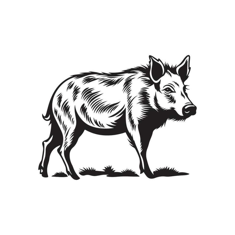 Wild Boar Vector, Illustration of a Wild Boar vector