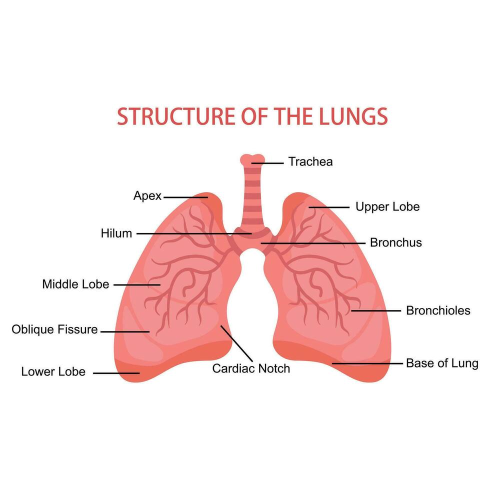 Human lungs anatomy Medical. Vector illustration of the human respiratory system