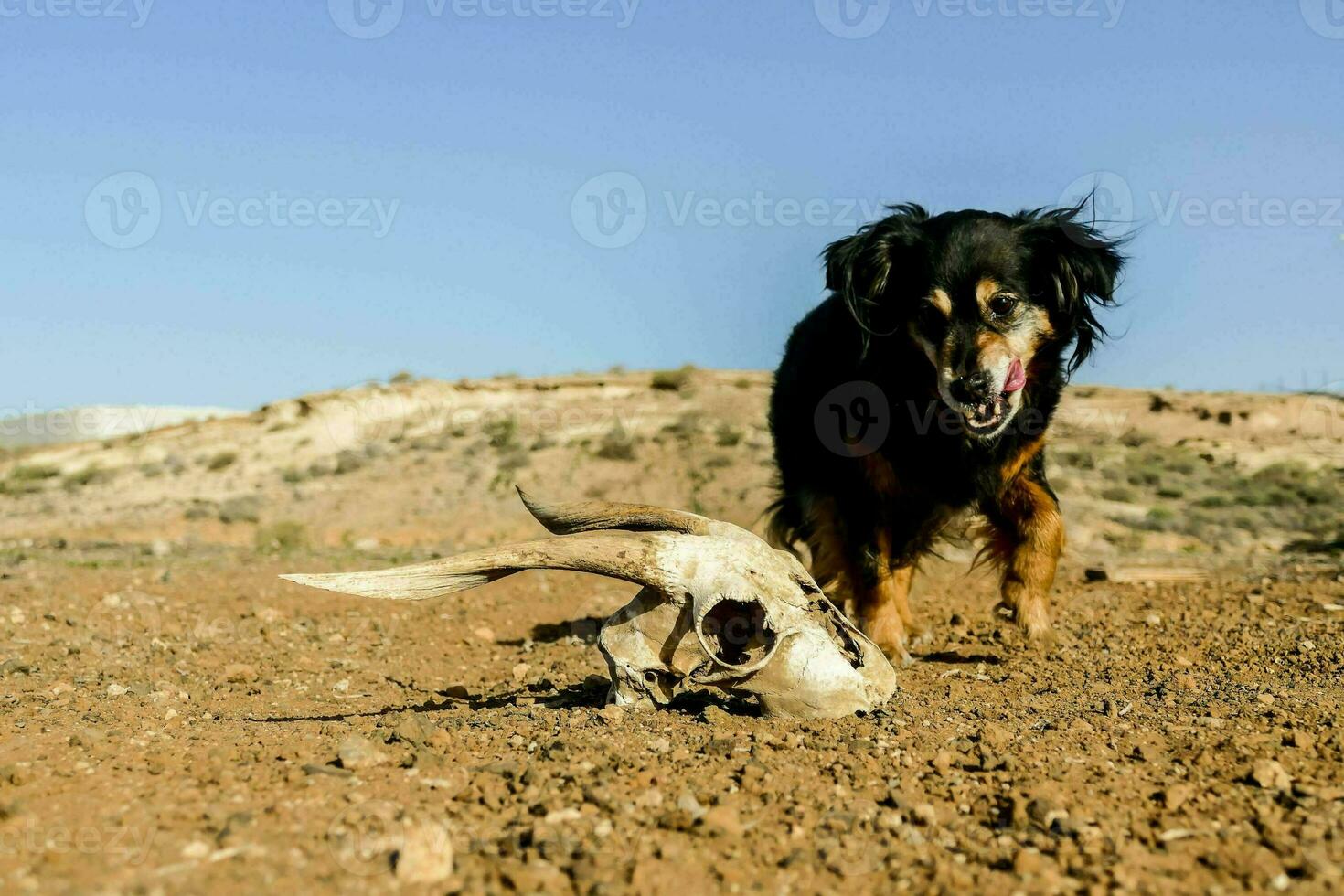 a dog is standing next to a skull photo