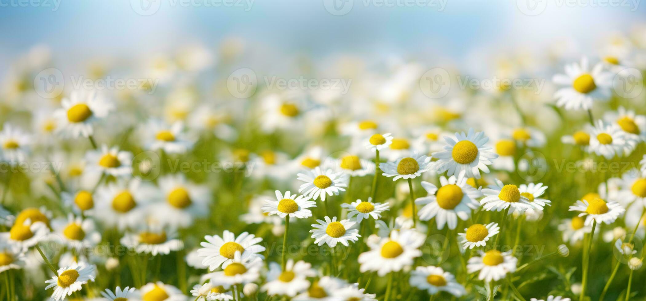 manzanilla flor campo, manzanilla en el naturaleza, generativo ai foto