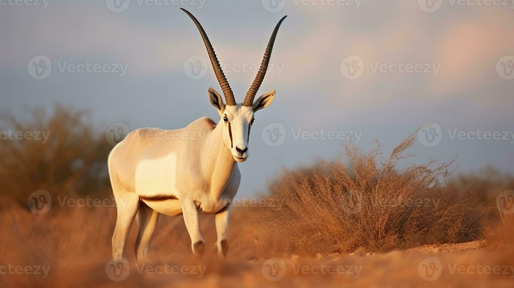 Arabian Oryx Unveiled - Exploring the Enchanting Wildlife of Shaumari Reserve. Generative AI photo