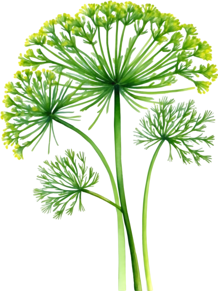 AI generated Watercolor paintings of Dill and flowers. Ai-Generated. png