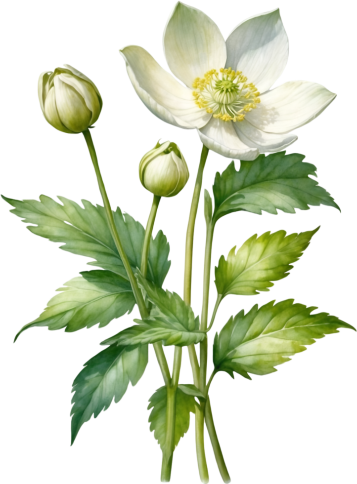 AI generated Watercolor paintings of Wood Anemone flowers. Ai-Generated. png