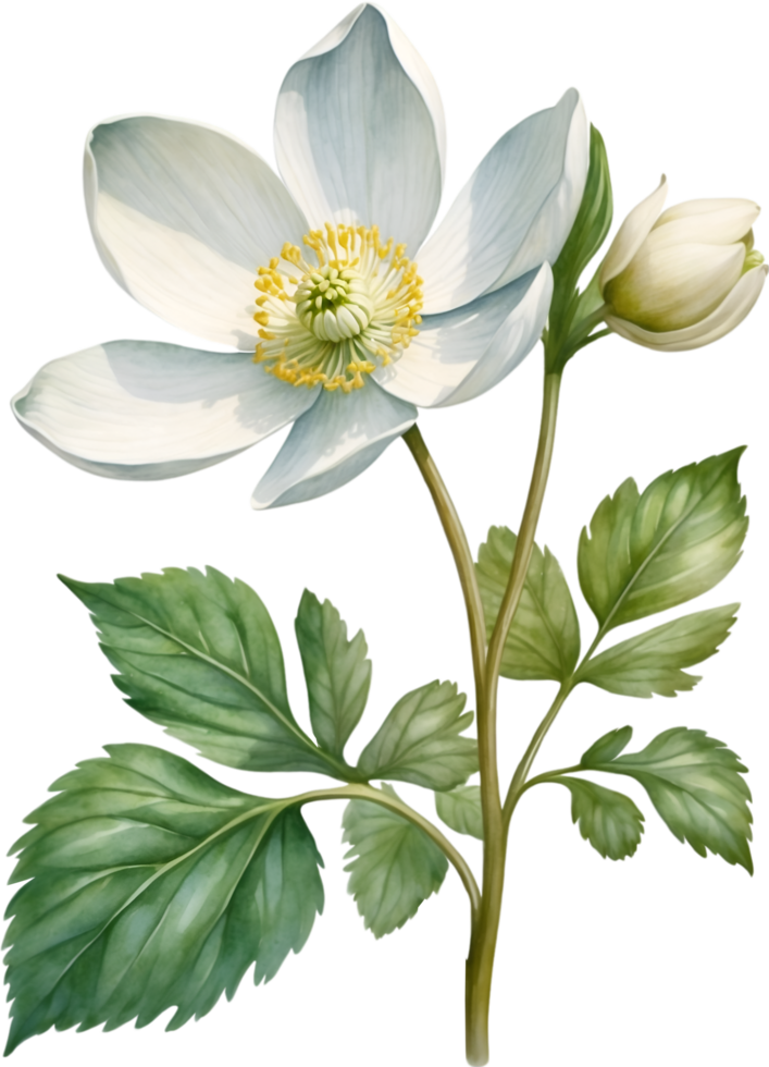 AI generated Watercolor paintings of Wood Anemone flowers. Ai-Generated. png