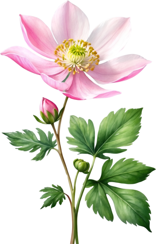 AI generated Watercolor paintings of Wood Anemone flowers. Ai-Generated. png