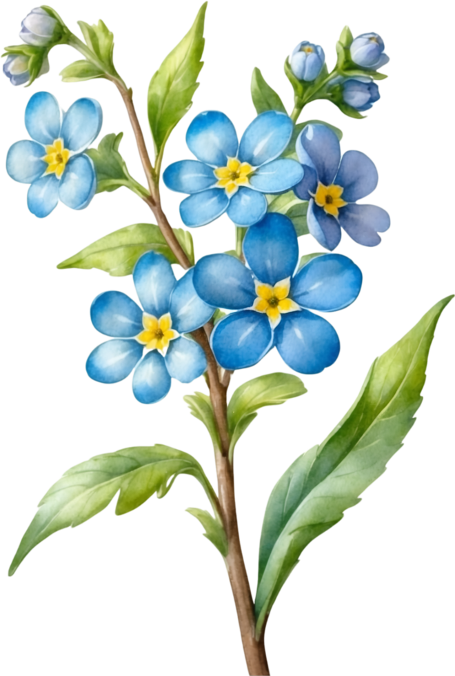 AI generated Watercolor paintings of Wood forget-me-not flowers. Ai-Generated. png