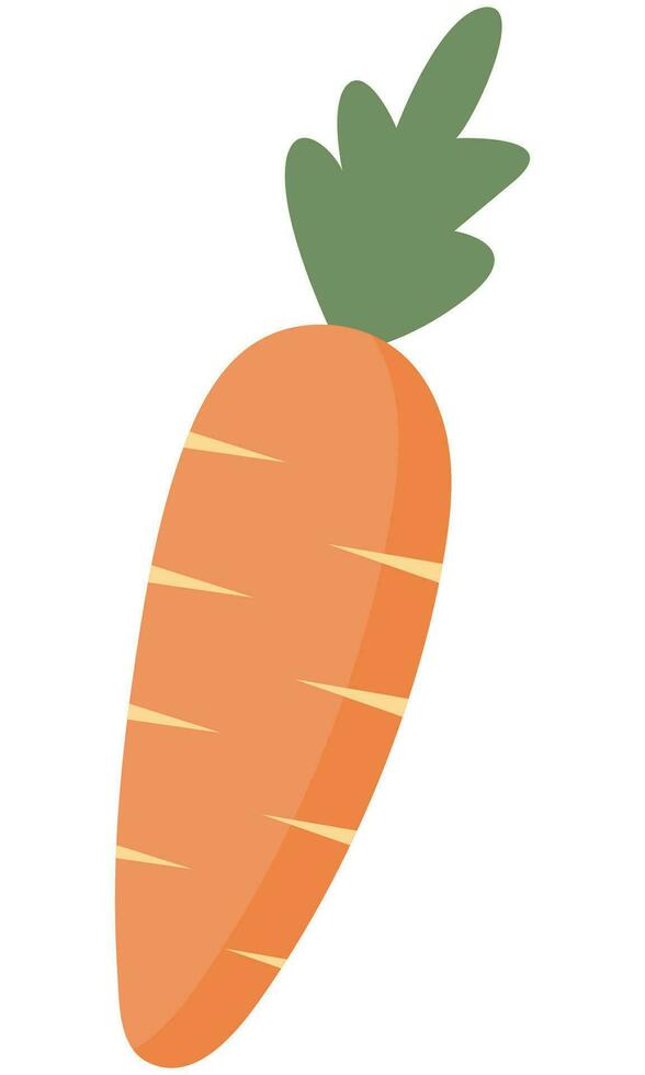 Carrot illustration isolated on white background. vector