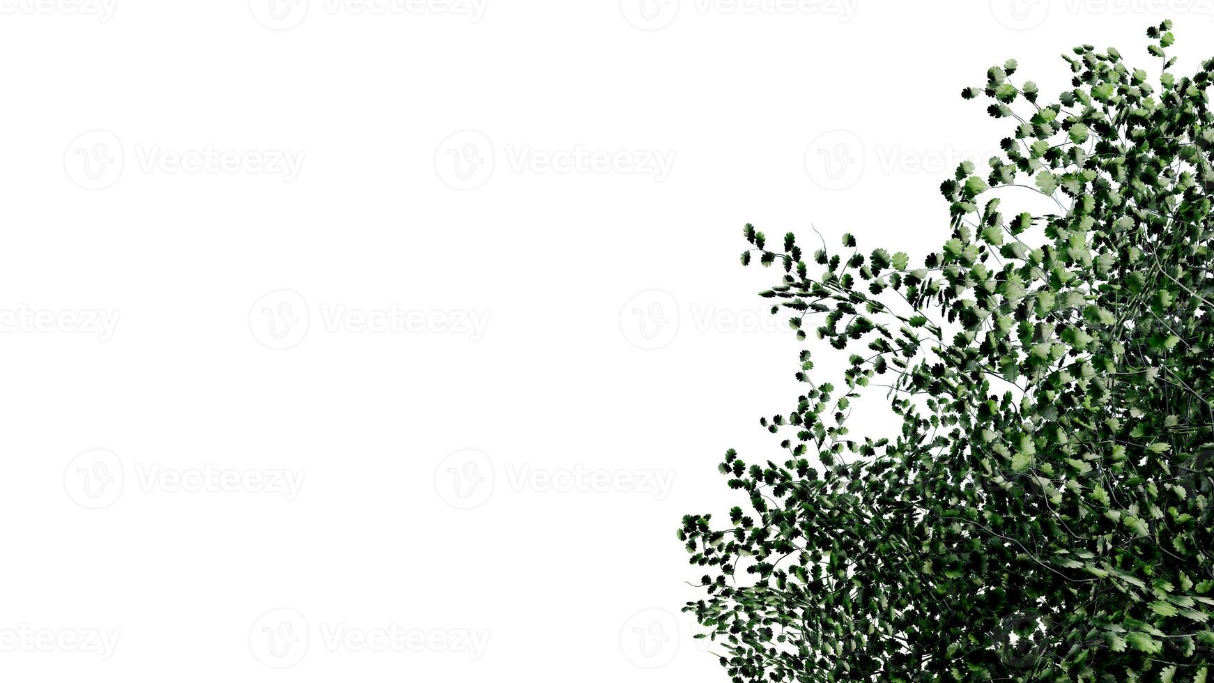 tree leave nature transparent cut out forest isolated background 3d render. photo