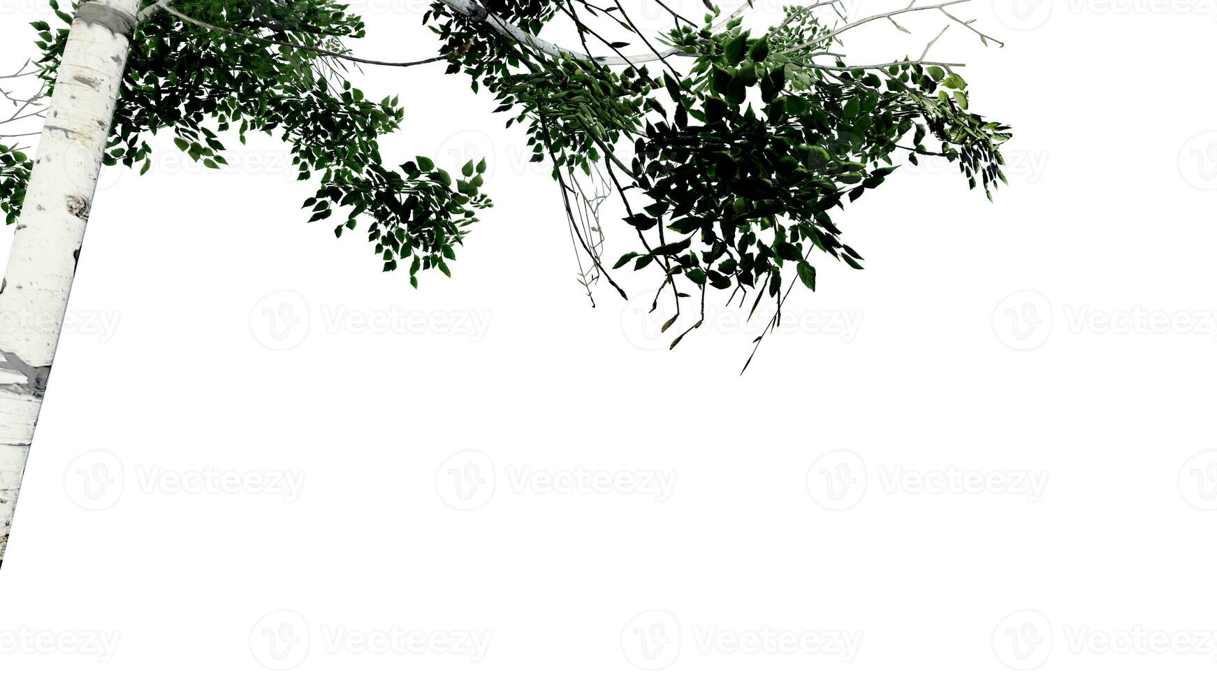 tree leave nature transparent cut out forest isolated background 3d render. photo