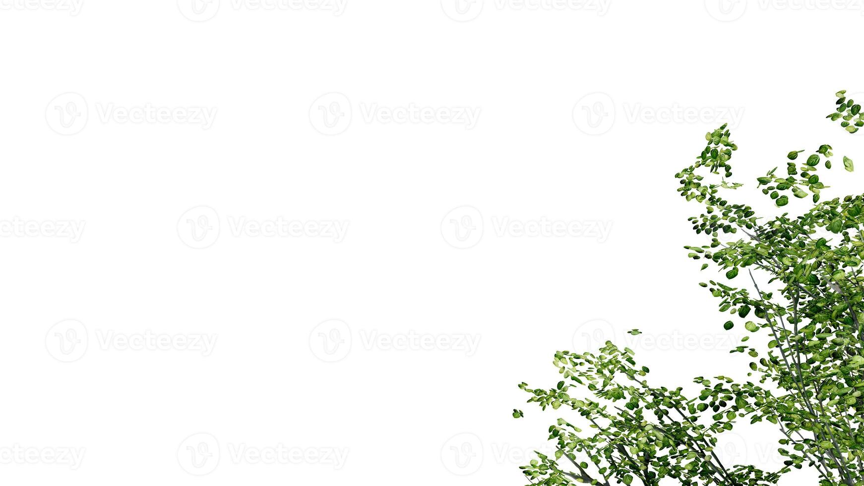 tree leave nature transparent cut out forest isolated background 3d render. photo