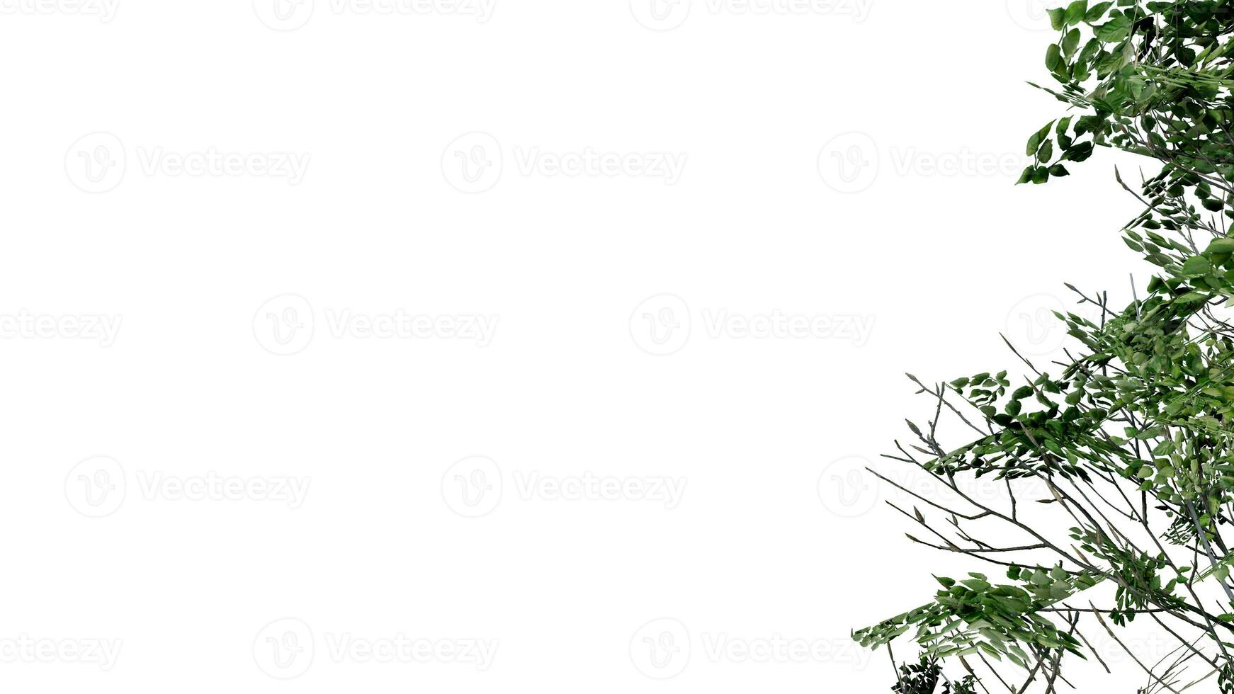 tree leave nature transparent cut out forest isolated background 3d render. photo