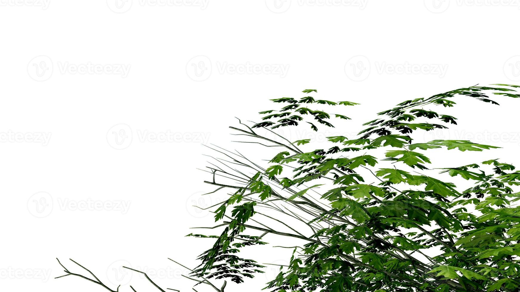 tree leave nature transparent cut out forest isolated background 3d render. photo