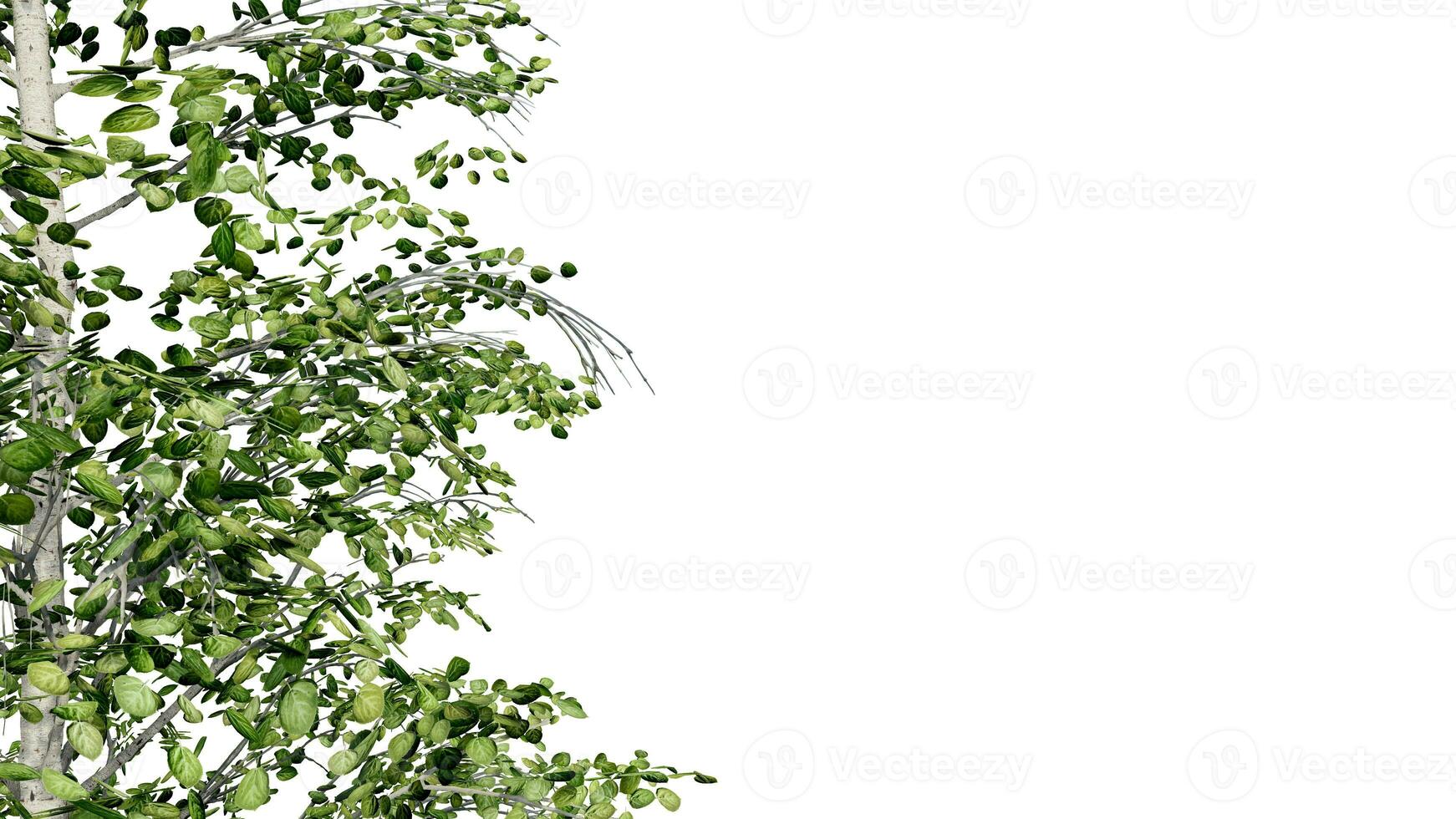 tree leave nature transparent cut out forest isolated background 3d render. photo