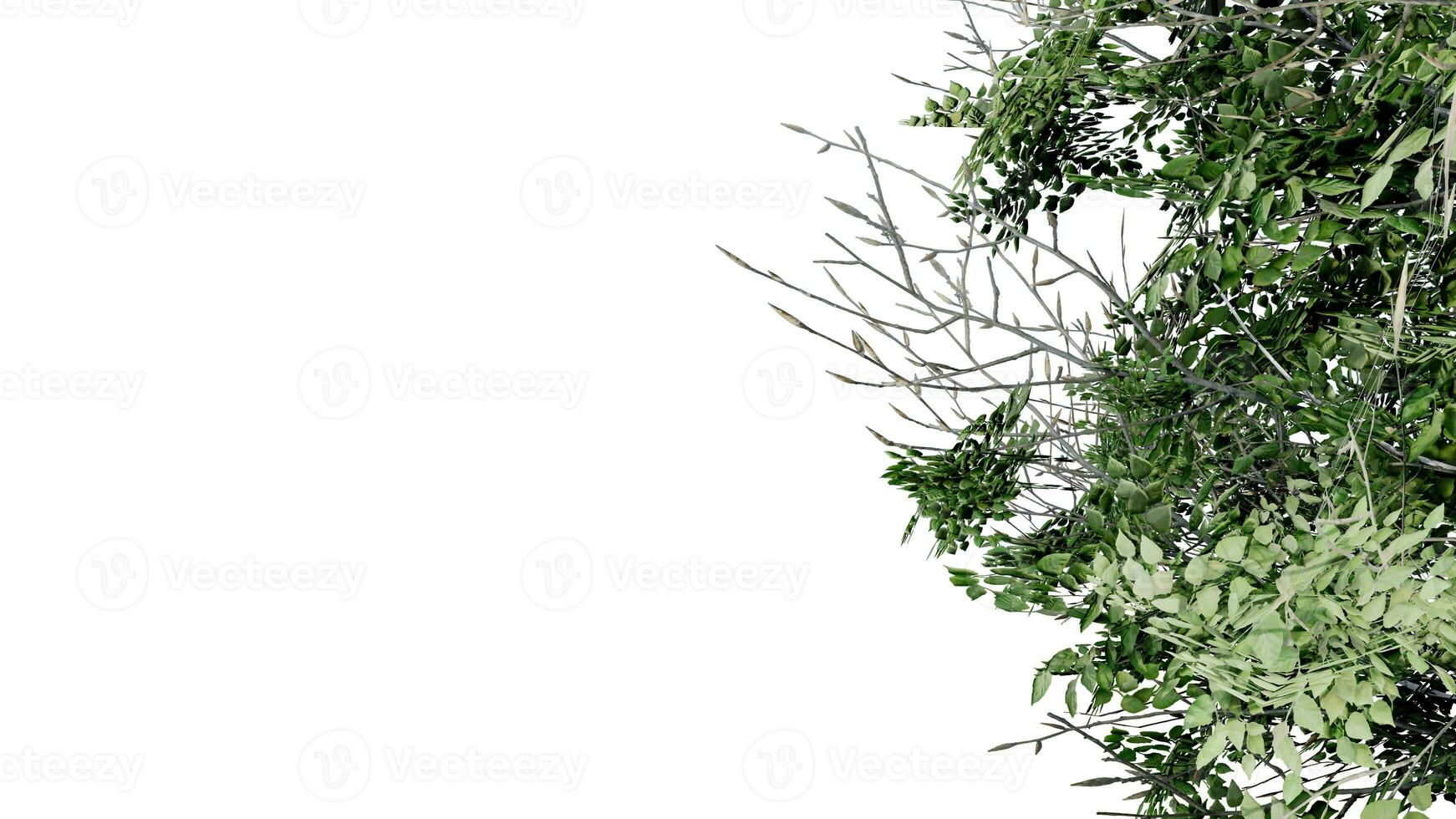 tree leave nature transparent cut out forest isolated background 3d render. photo