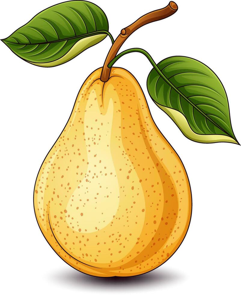 Pear with leaves isolated on white background. Vector illustration.